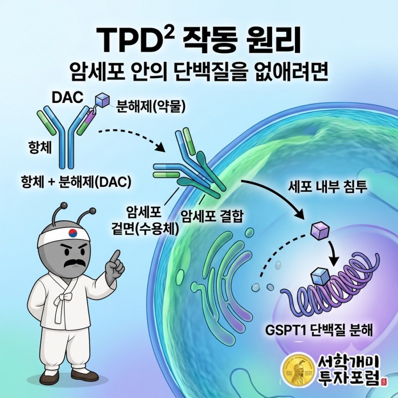 항체가 세포 표면 항원을 찾아 결합하고 세포 안에서 풀린 분해제가 GSPT1 제거를 유도하는 순서와 정상세포 노출을 줄이려는 설계 목적